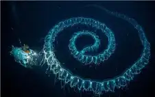 منوعات ـ مخلوق غامض طوله 45 مترا.. ماذا