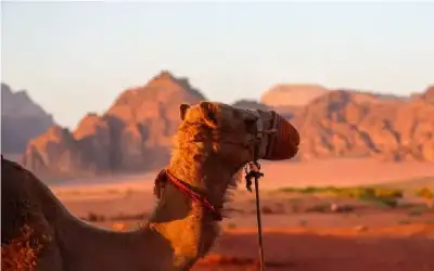 طعن صاحب محل في وسط البلد