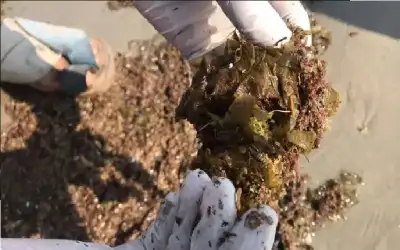 تجارة عمان ترفض استقبال وفود من