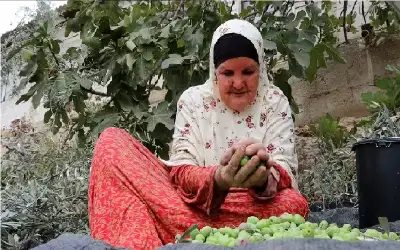 امرأة نيسان ـ حين يقهر الاحتلال أهل الزيتون.. أشجار