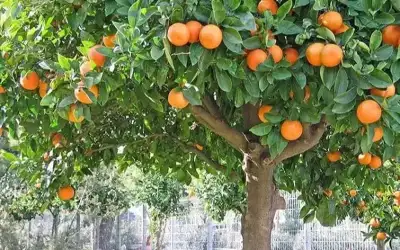 صحيفة نيسان ـ جمعية الحمضيات تدعو إلى وقف القطاف