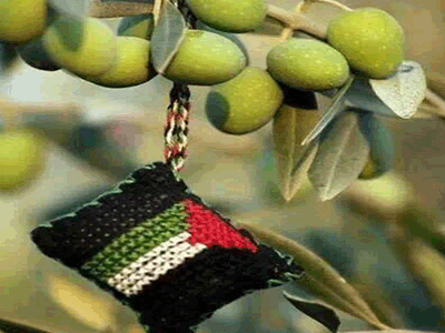 (جدي يا ورق الزيتون) بقلم أماني