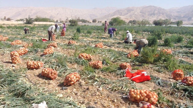 دورة في مجال الاعلام الزراعي لكوادر
