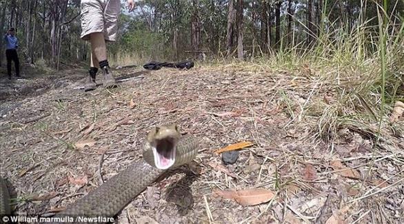 بالفيديو: تعاطف مع الأفعى فماذا فعلت