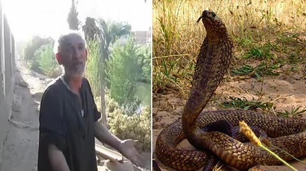حية كوبرا تطارد أسرة في جنوب