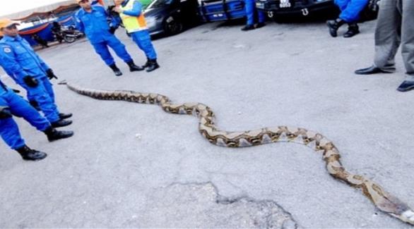 العثور على أطول أصلة في العالم