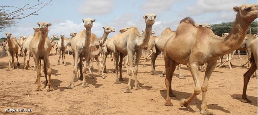 ضبط حظيرة (جمال) مخالفة و 3