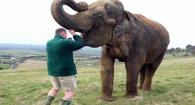 طبيب بيطري يقتلع ضرس الفيل بطريقة