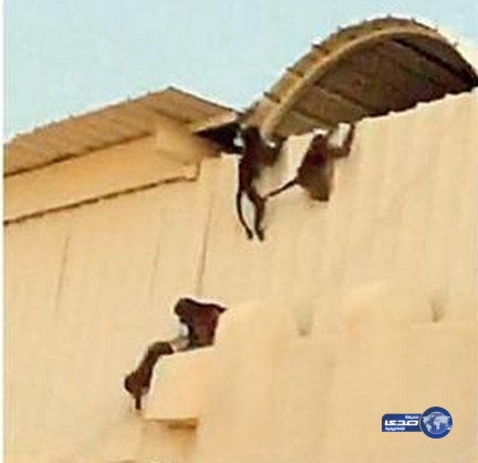 قردة تقتحم مدرسة سعودية مثيرة هلع