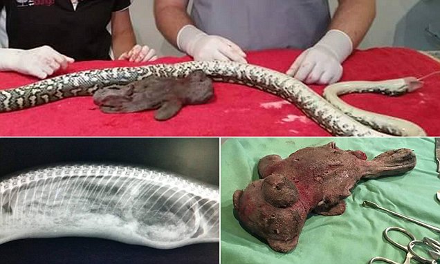 بالفيديو.. أفعى تخضع لعملية جراحية عاجلة