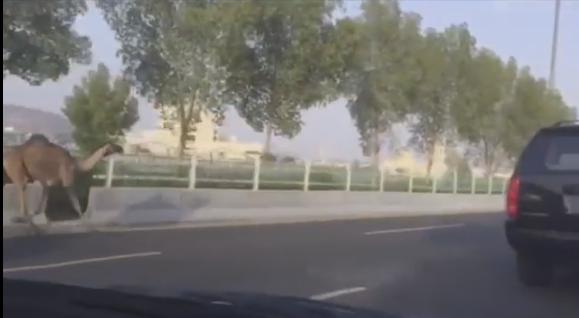 بالفيديو: سباق ماراثوني بين جمل سائب