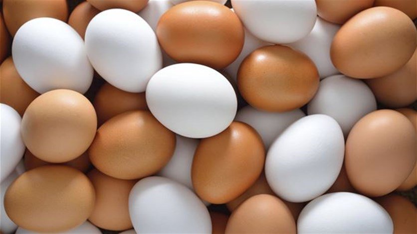 ما الفرق بين البيض الأبيض والبيض
