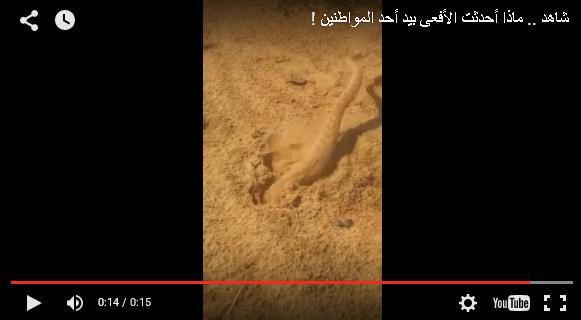 مصير سعودي حاول تصوير أفعى سامة