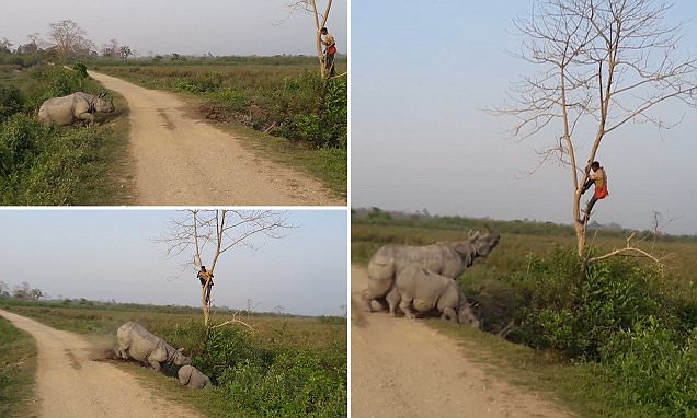 فيديو: وحيد قرن غاضب يطارد رجلا
