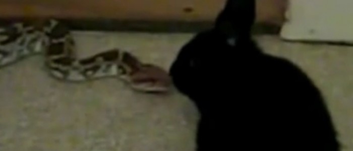 شاهد مواجهة بين أرنب صغير وثعبان