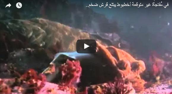 بالفيديو: أخطبوط ضخم ومرعب يبتلغ قرشا