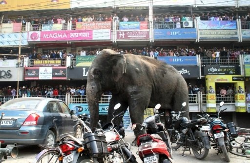 فيل يزرع الرعب والدمار في مدينة