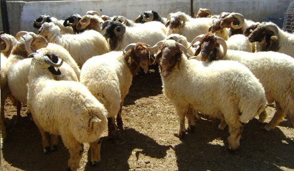 الزراعة تنفي اصابة اغنام الخناصرة بالطاعون
