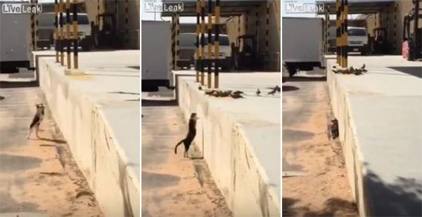 فيديو: قط ينفذ قفزة ماكرة ويصطاد