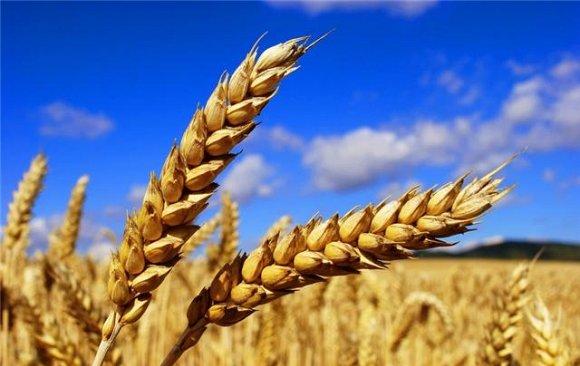 (الأمن الغذائي بين الواقع والتحديات) ندوة