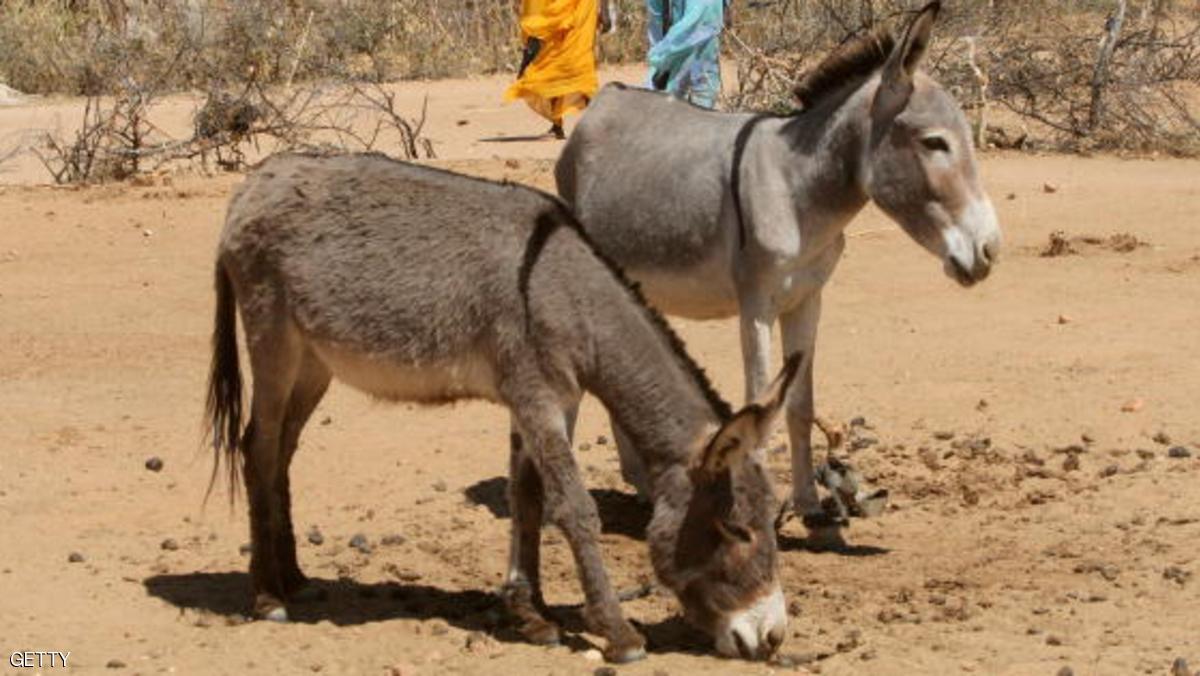 حل لغز جريمة قتل بالسودان (مرتكبها