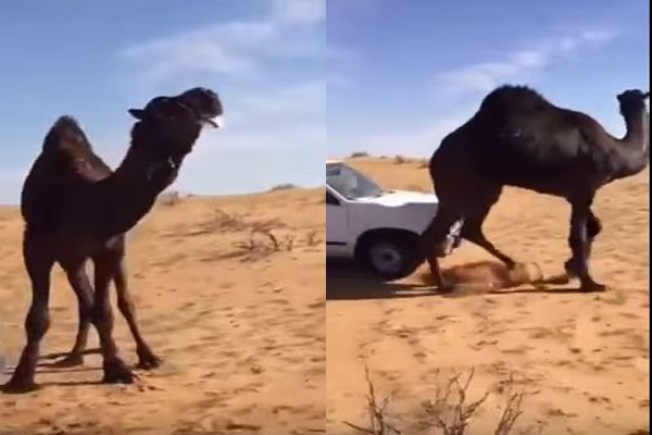 مواطن يتعامل مع جمل هائج بطريقة