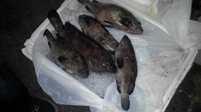 أسماك ولحوم فاسدة بمول في إربد