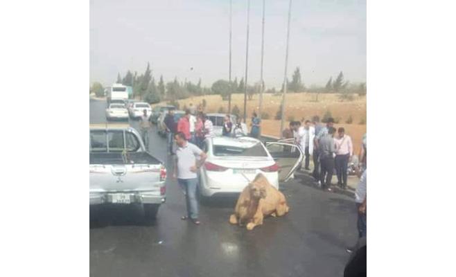 إربد: جمل يسقط من (بك آب)