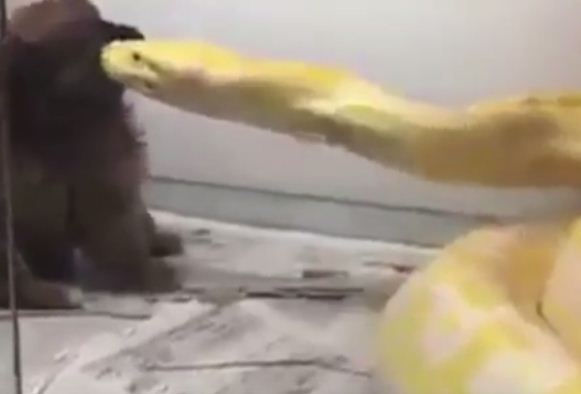 فيديو: ثعبان يلتهم جرو ومالكه يصوره