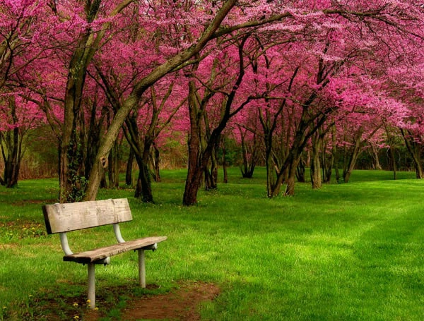 كعب الحســــان لسعيد لعريفي