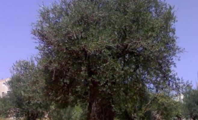(الزراعة) تقرر اعادة زراعة اشجار الزيتون