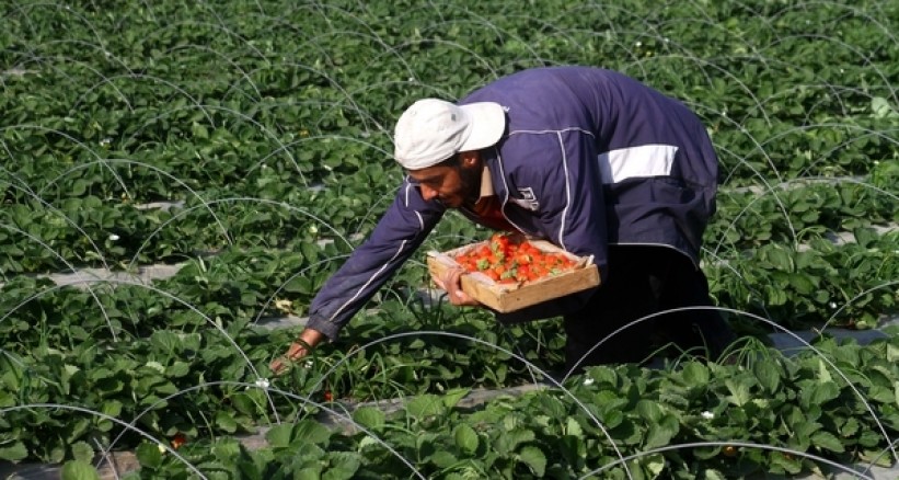اعتصام عام لمزارعي المملكة أمام رئاسة