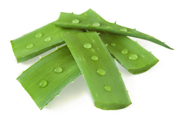 فوائد الصبار في علاج الأمراض