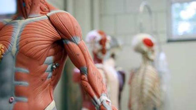 أطعمة تقوي العظام والمفاصل