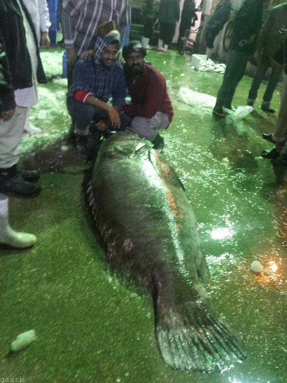 اصطياد سمكة هامور تزن نحو 280