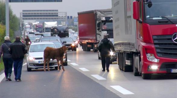 ألمانيا: الشرطة تطارد (عجلا) بالمروحية والسيارات