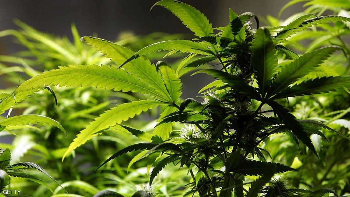 كلية للتدريب على زراعة الماريغوانا