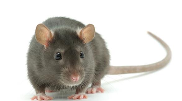 جرذ يؤخر رحلة جوية 16 ساعة