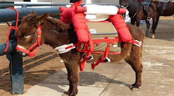 حزام أمان للحمير ..