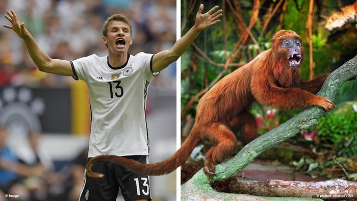 نجوم يورو 2016 وحيوانات تشبههم في