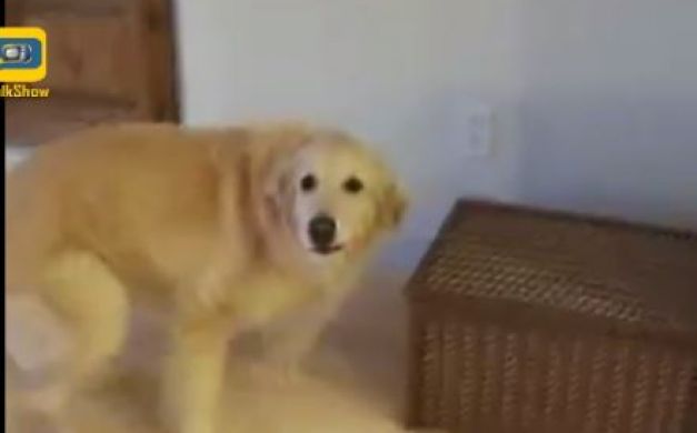 بالفيديو: تعرف على الكلبة التي تقوم