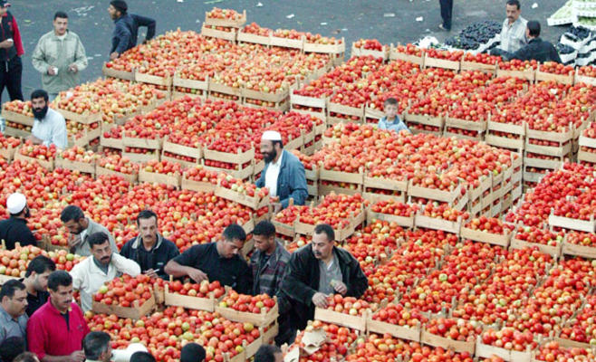 كمية (غير مسبوقة) من البندورة تصل