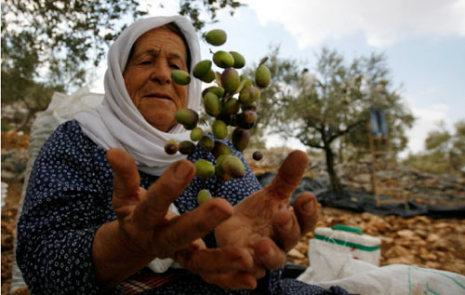 الفلسطينيون يتكبدون خسائر كبيرة في موسم