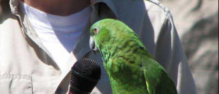 استمع لببغاء يتلو سورة الفاتحة ..