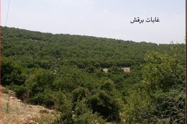 غابات برقش تغص بالاف المتنزهين