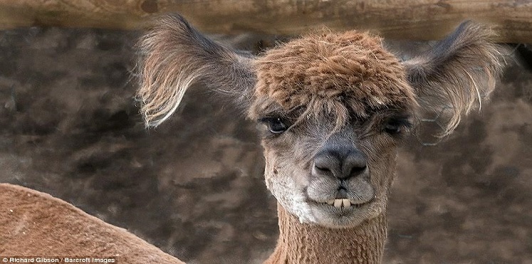 اضحك من قلبك.. صور فكاهية بعفوية