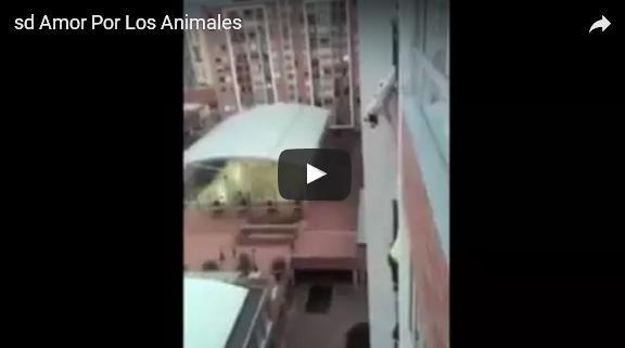 بالفيديو: خاطر بحياته لإنقاذ كلبة الجيران