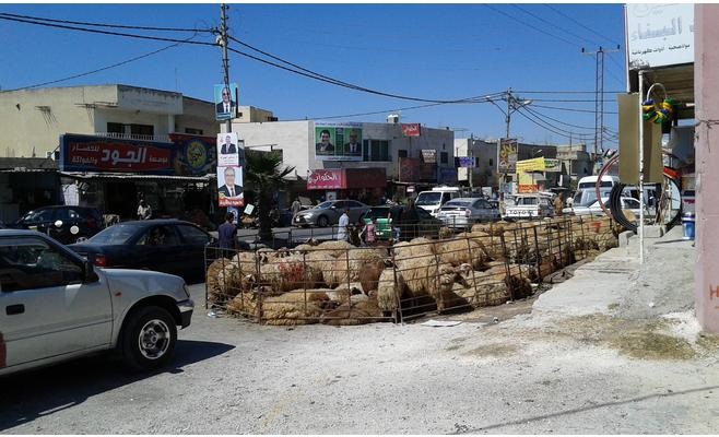 اربد: زرائب أغنام تسبب أزمة سير