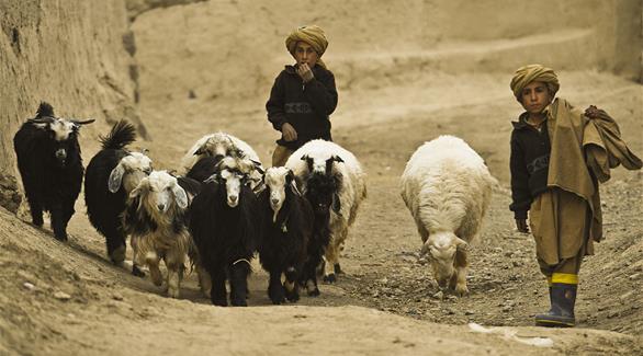عندما يتعلق الأمر بتربية الماعز فالبنتاغون