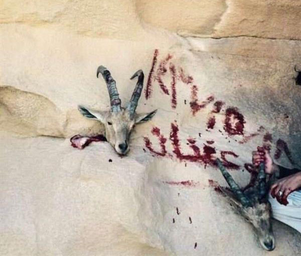 شباب يصطادون وعولا ويدونون تاريخ ذبحها